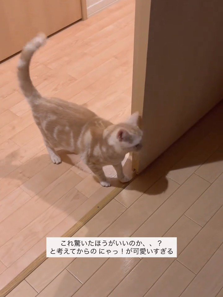 前を見ている猫