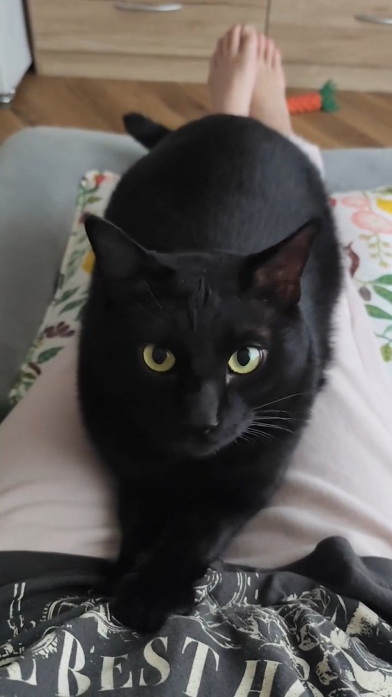 ひざに乗って人を見つめる猫
