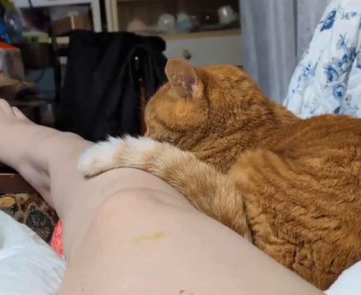 飼い主の足の上にしっぽを乗せる猫