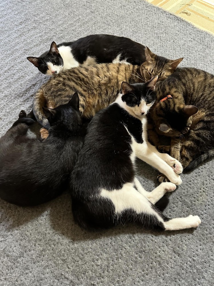 くっついている猫たち