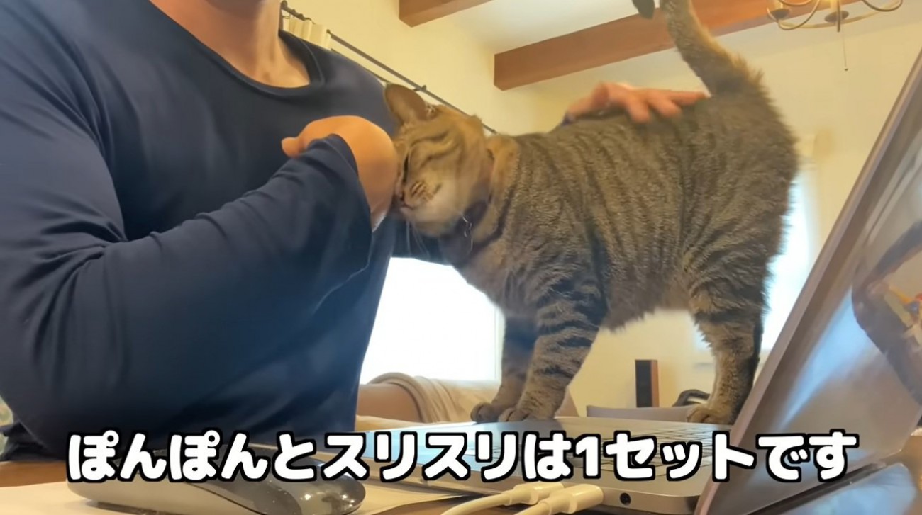 お尻をポンポンされている猫
