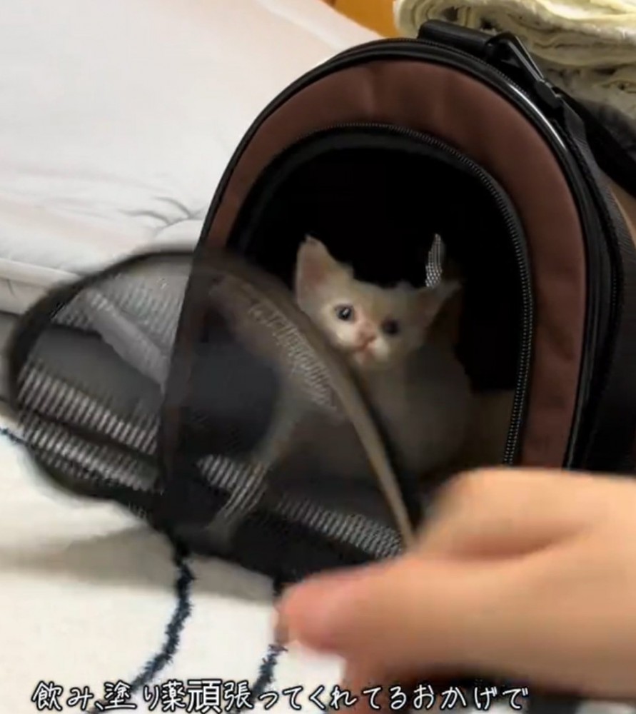 キメ顔をする猫