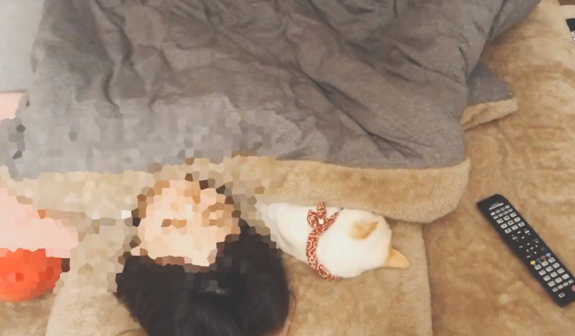 一緒に寝る猫と飼い主