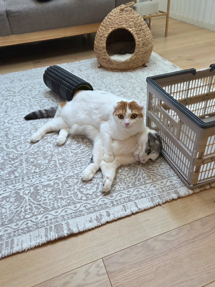 に乗っている猫