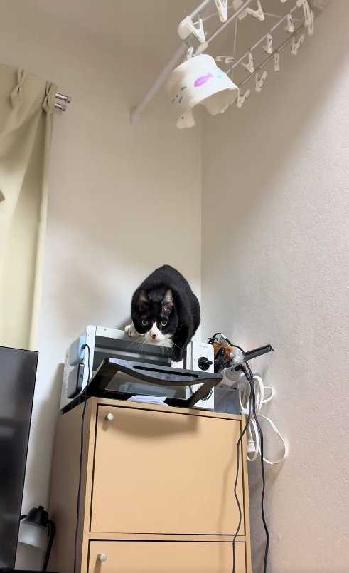 トースターの扉に顔を近づけているカメラ目線の猫