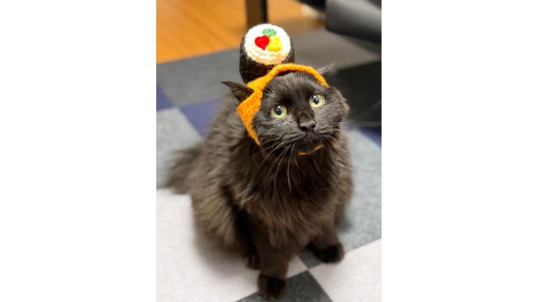 被り物をしている猫