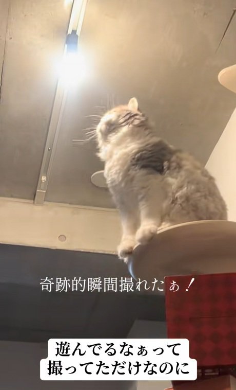 光りだした電球を座って見ている猫