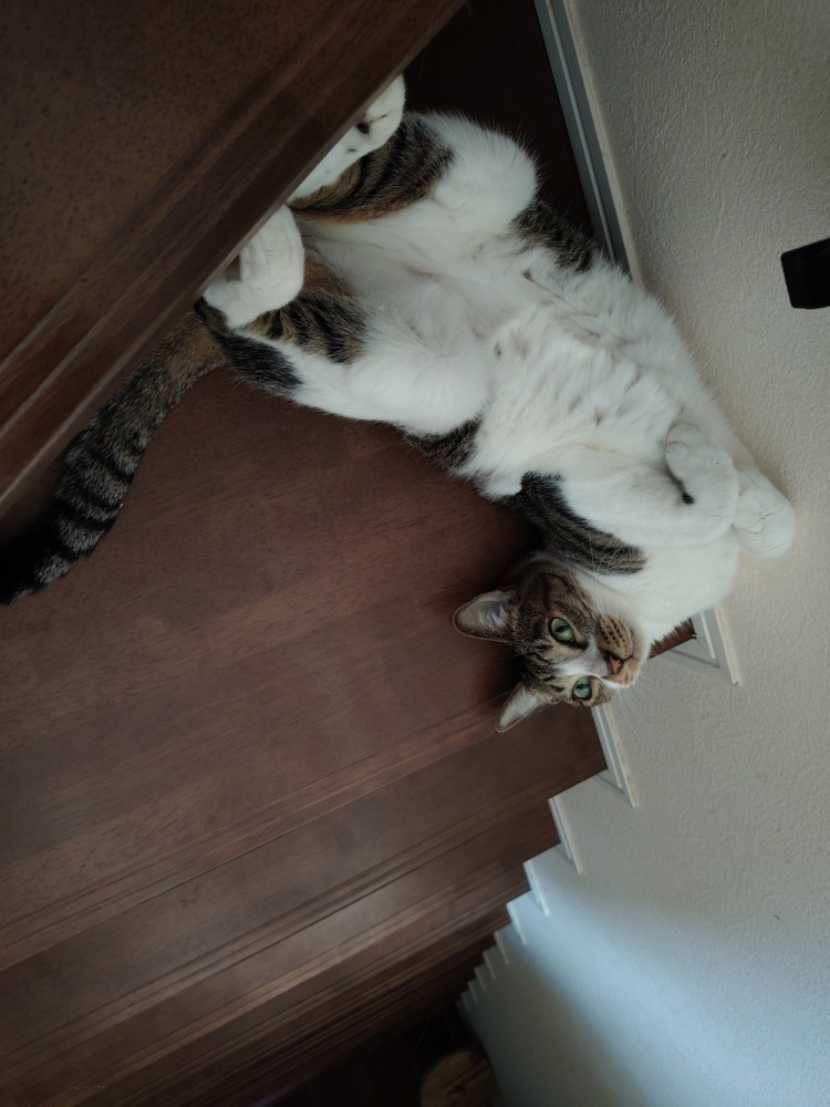 階段で仰向けになる猫