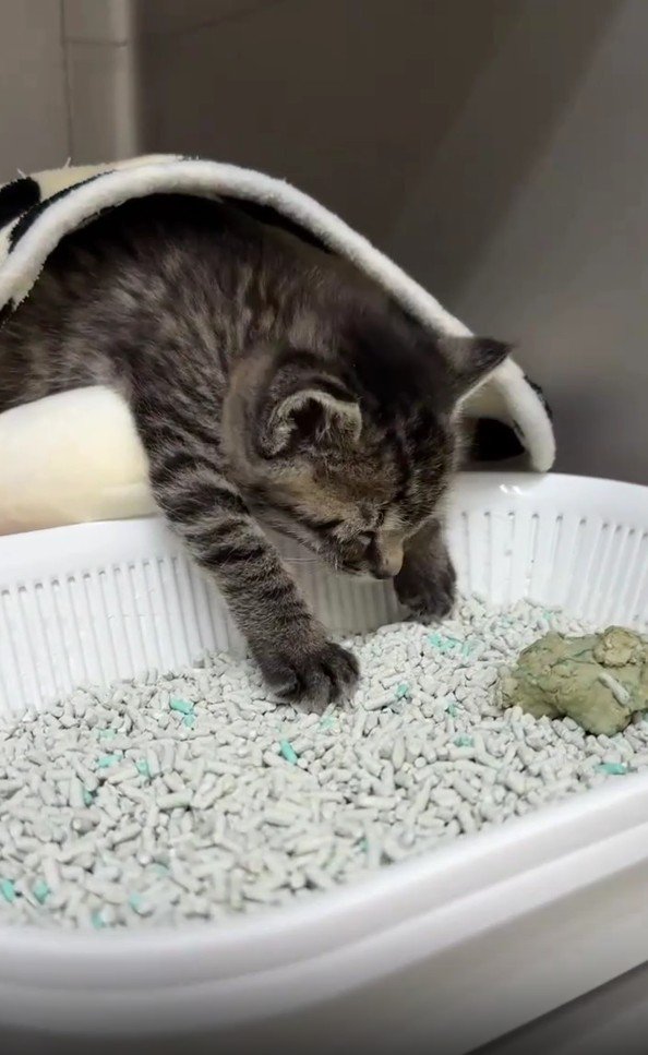 トイレで寝る子猫