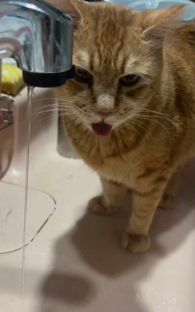 舌を出す猫