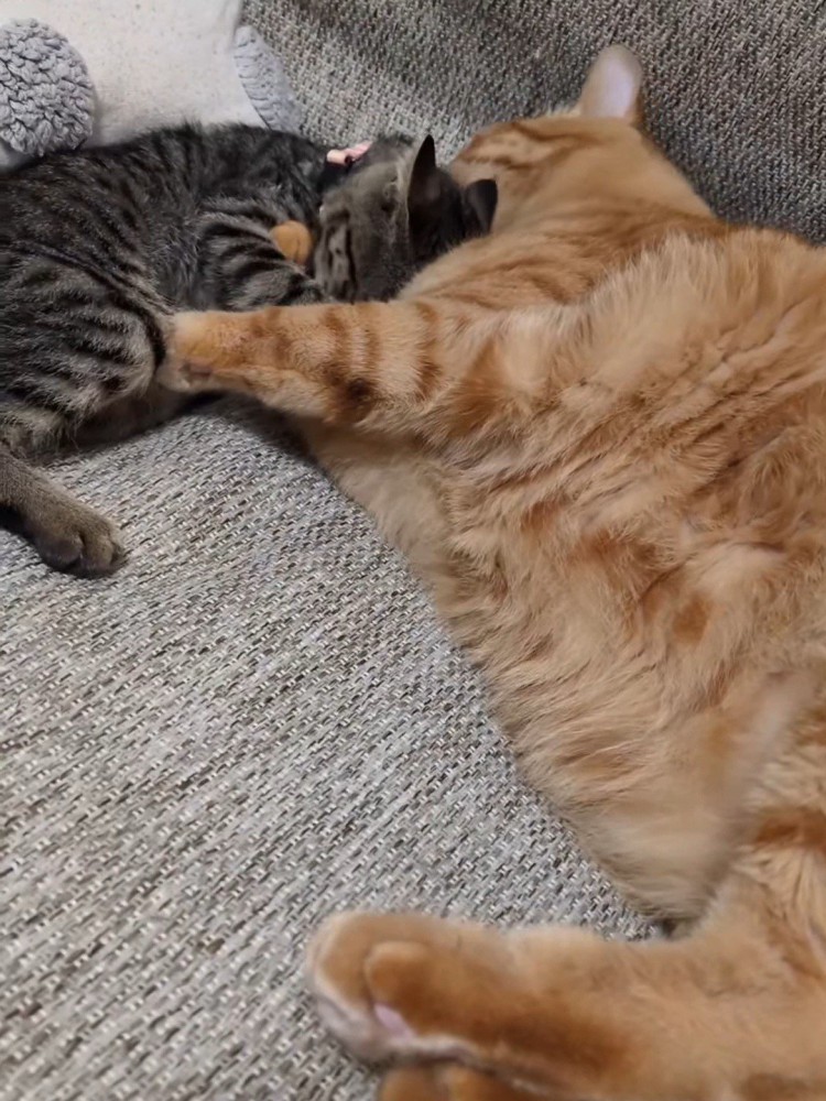 成猫とくっつく子猫