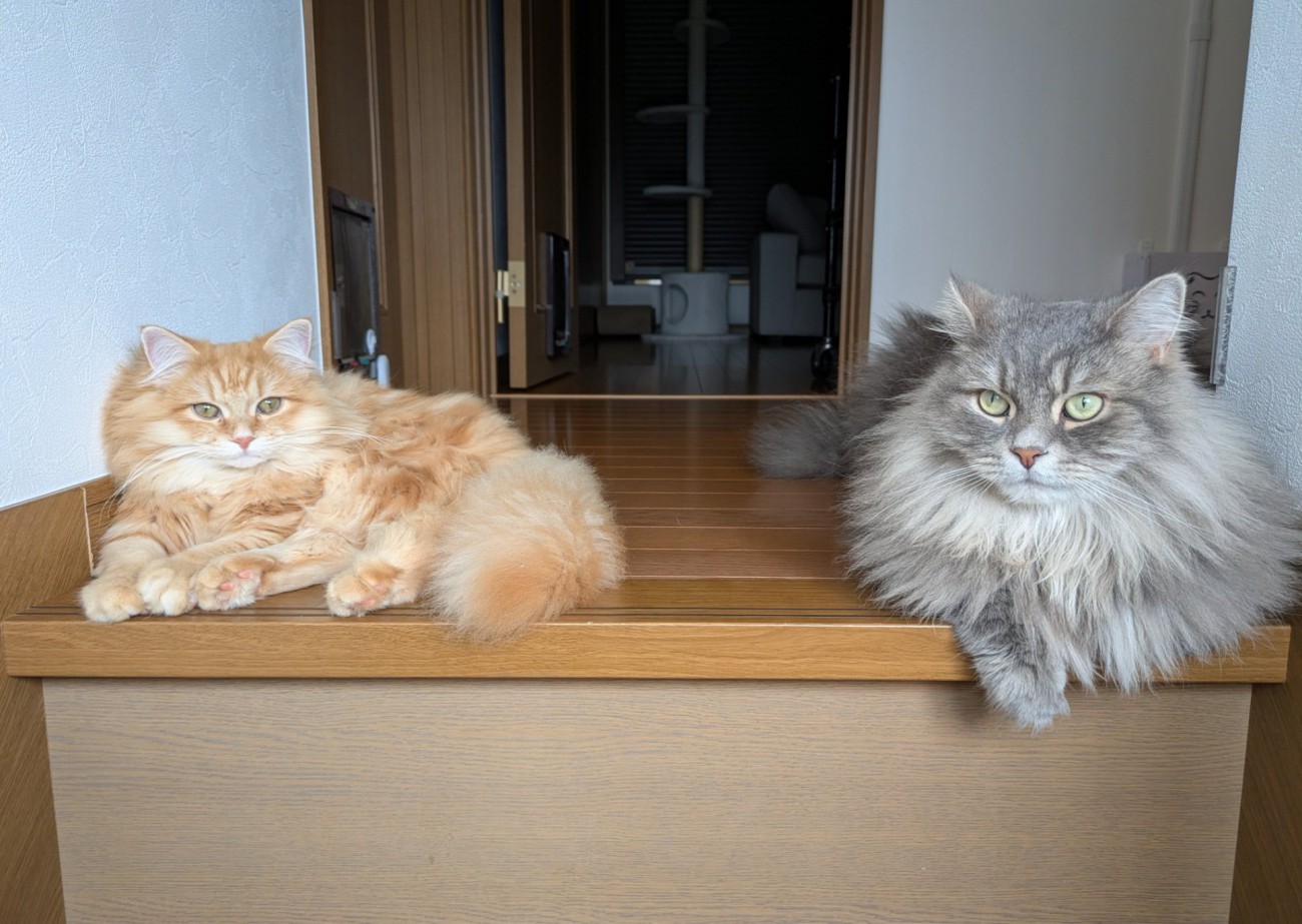2匹の猫