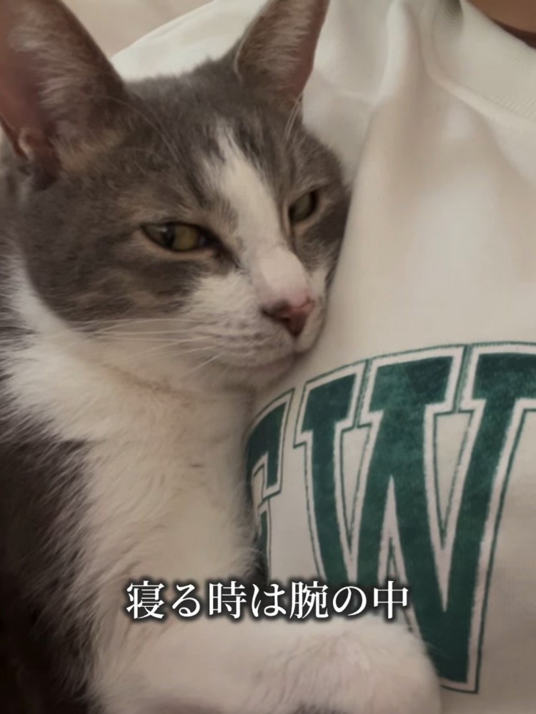 抱っこされる猫