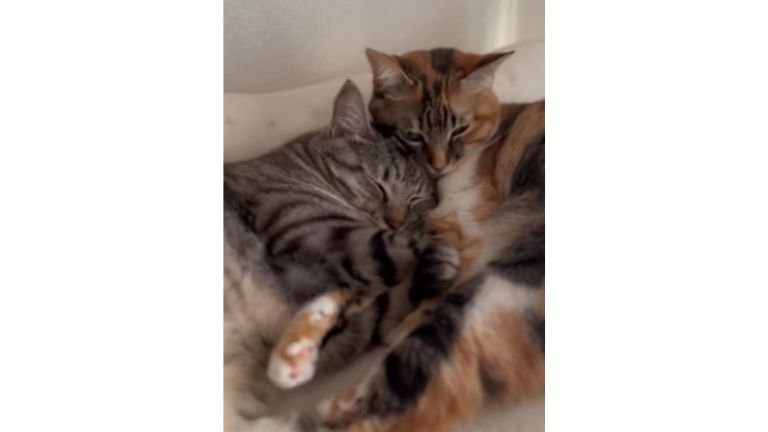 寄り添う猫たち