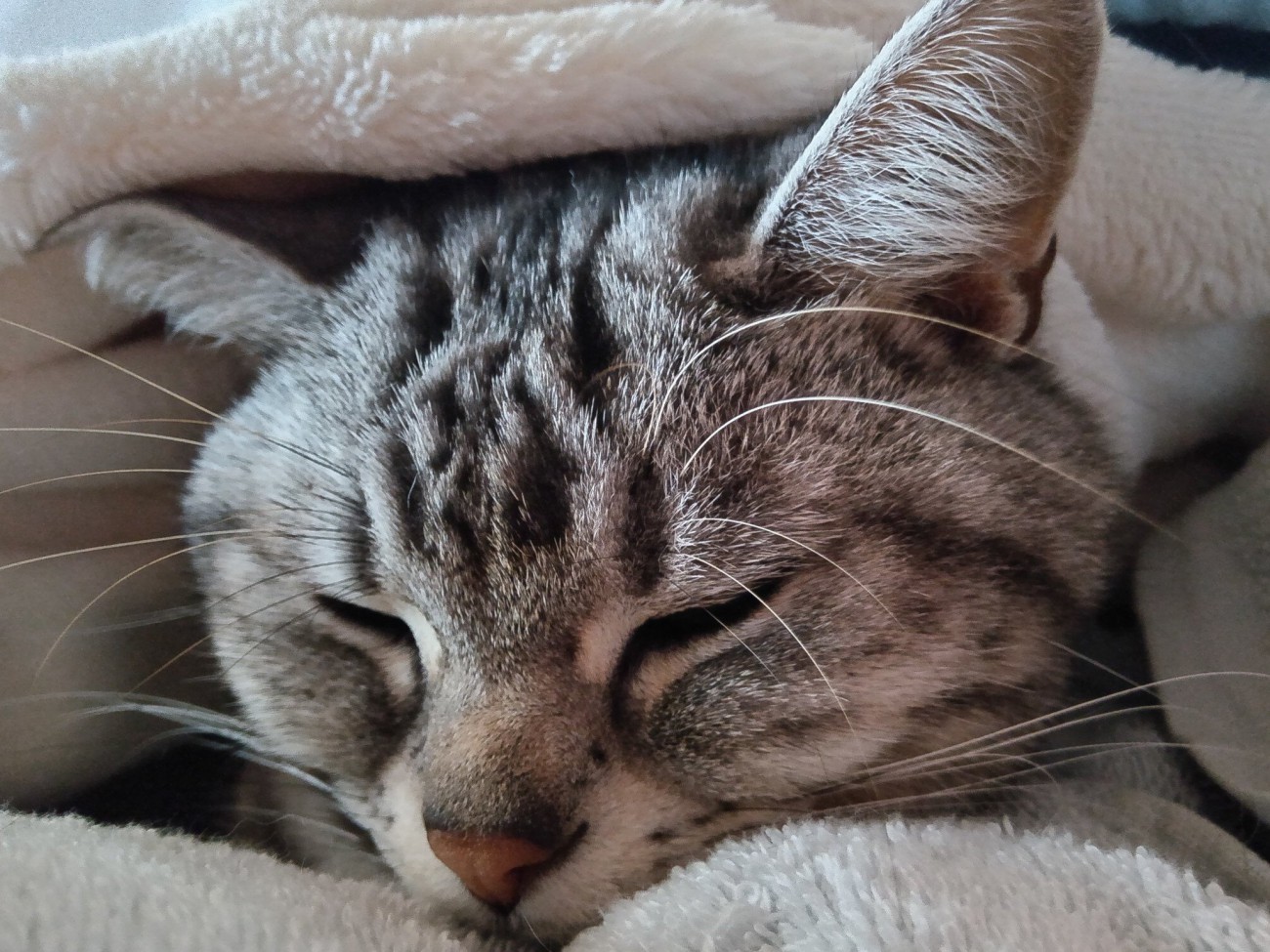 飼い主の腹の上で眠る猫