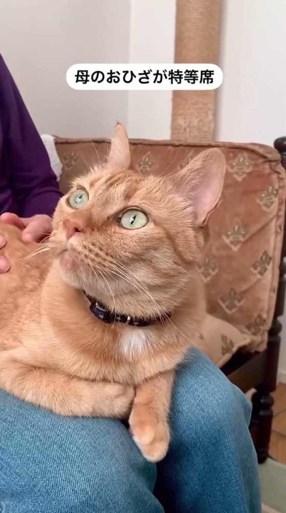 飼い主の膝に座って、飼い主の顔を見つめる猫