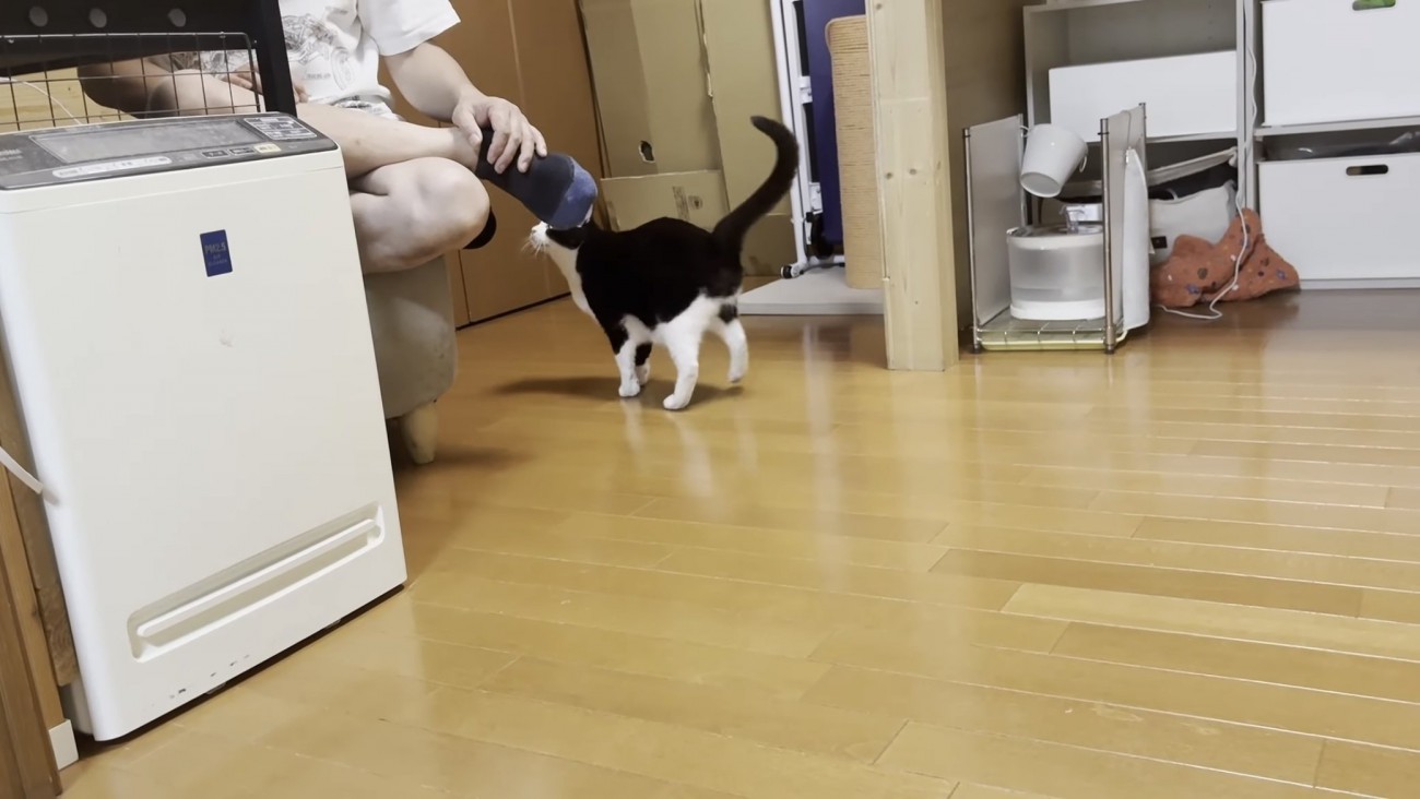 お父さんの足にじゃれる猫の写真1