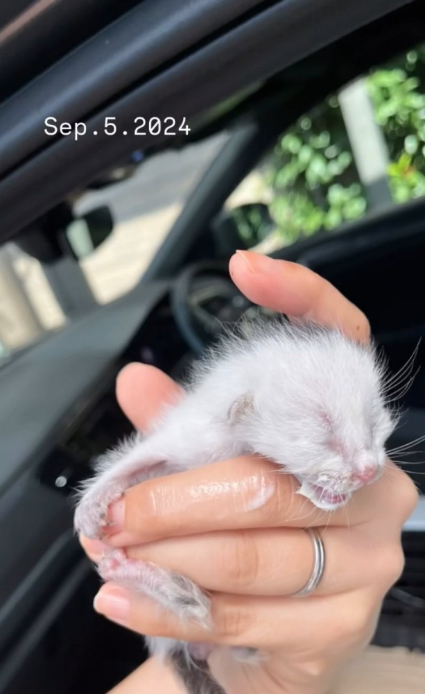 生まれたばかりの赤ちゃん猫