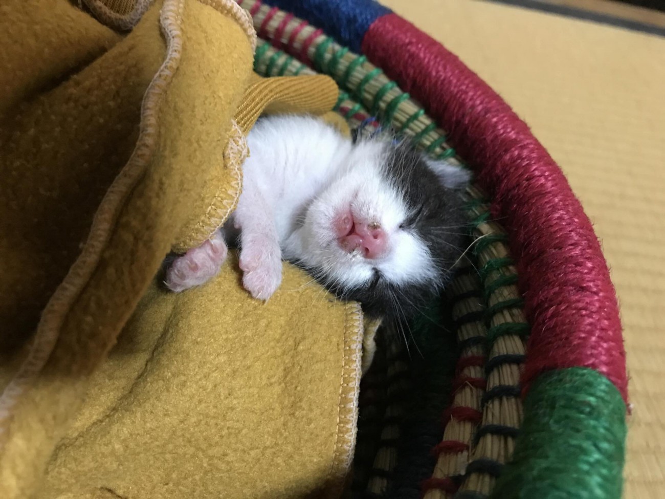 寝ている子猫の顔