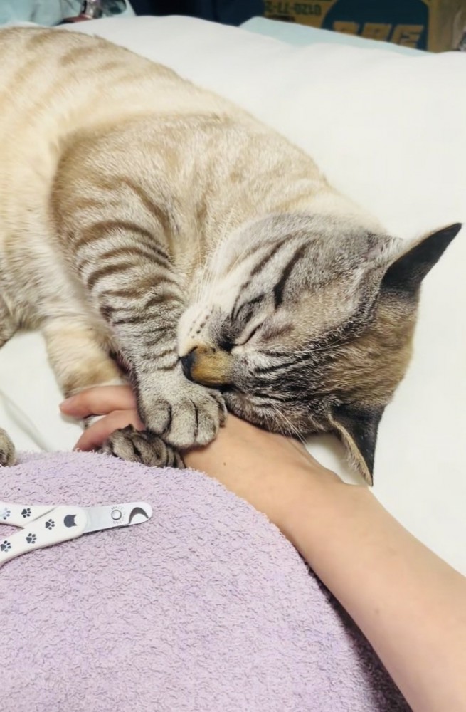 ママの手を掴んで寝たふりをするシャムミックス