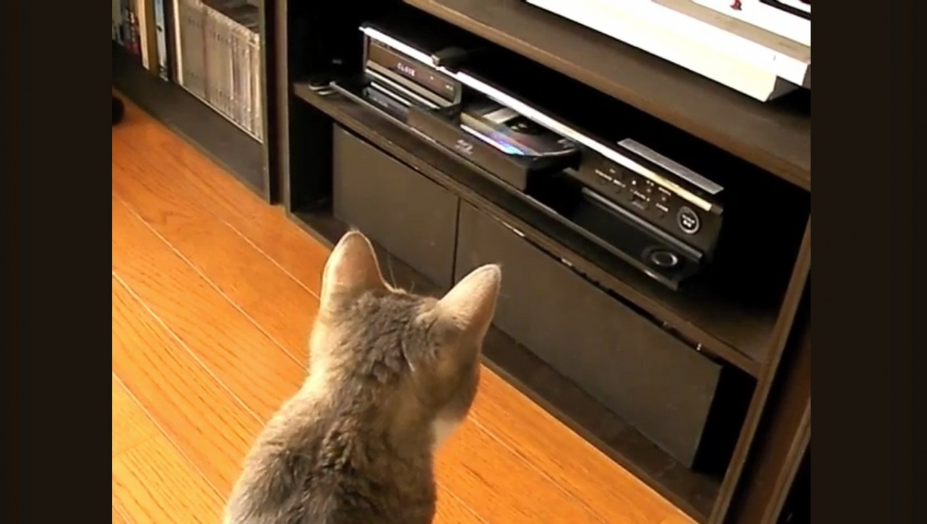 DVDレコーダーを見つめる猫