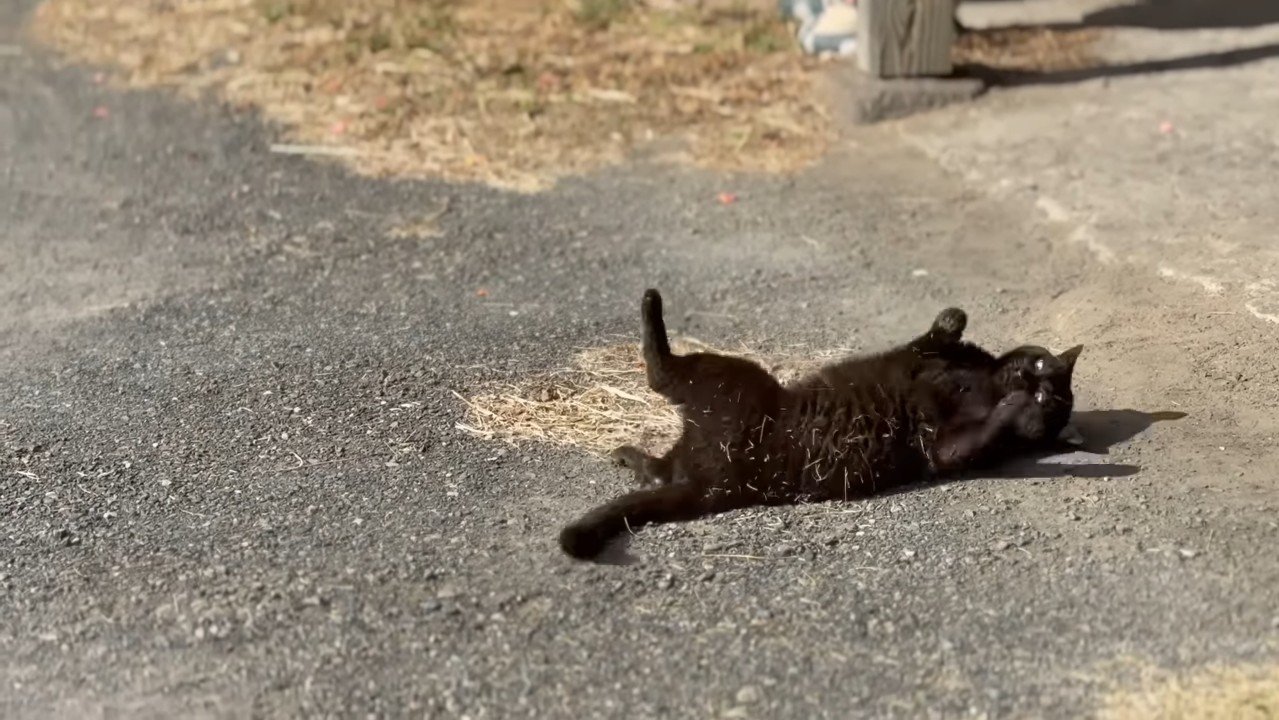 ひっくり返る天くん