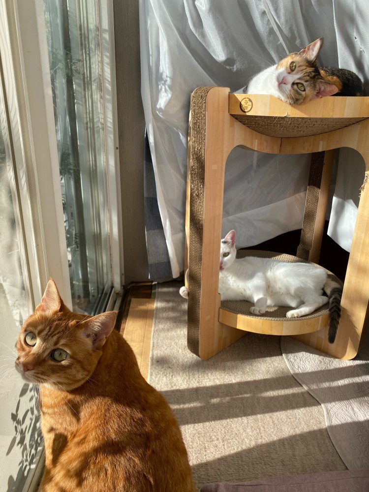 3匹の猫