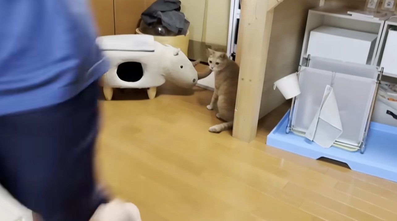 歩いている男の子と目で追う猫