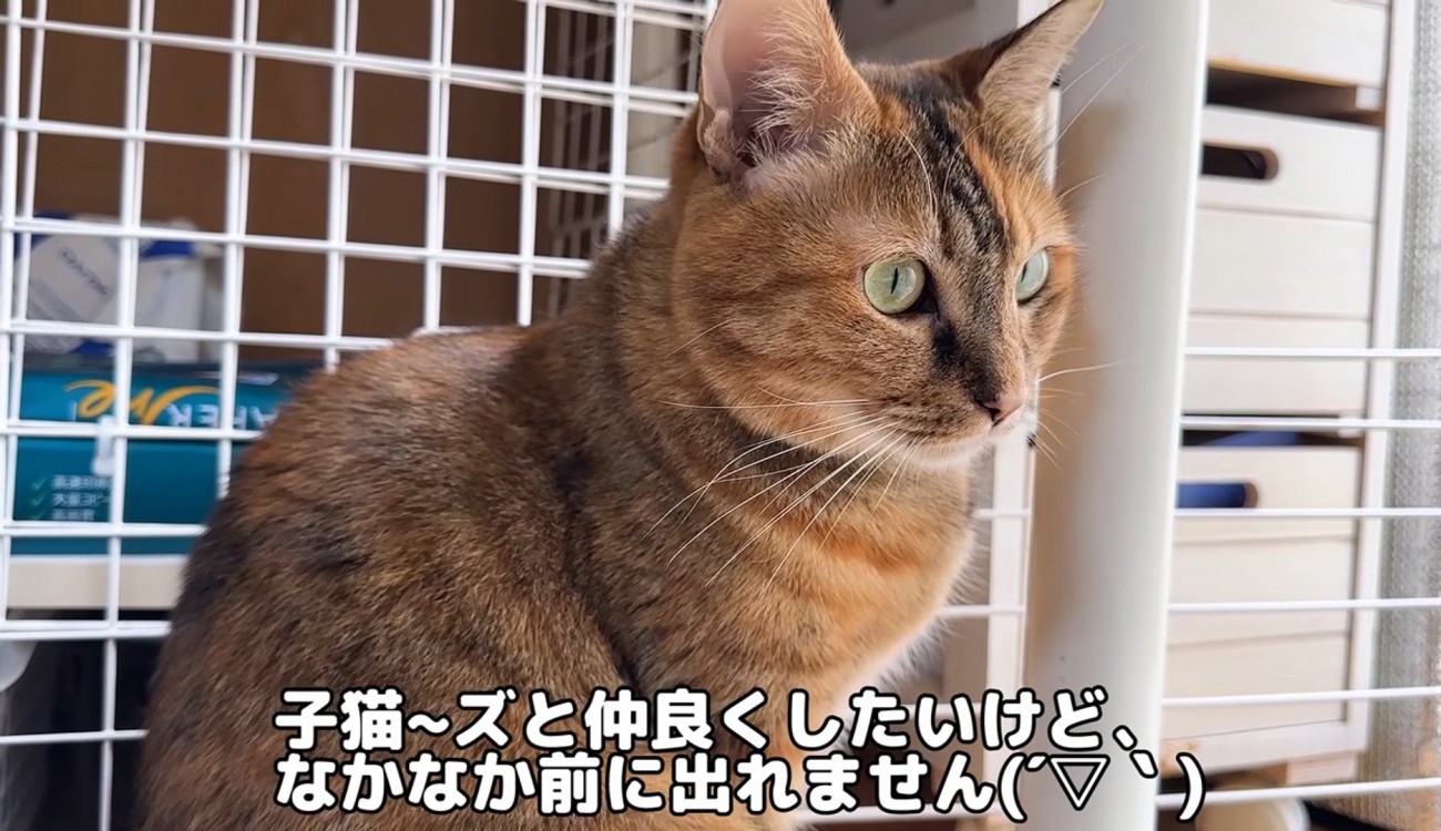 ケージの近くに座る猫