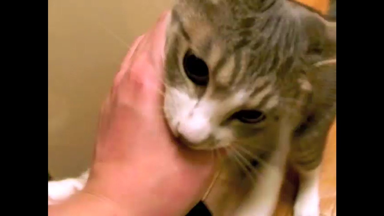 噛みついた姿のアップ