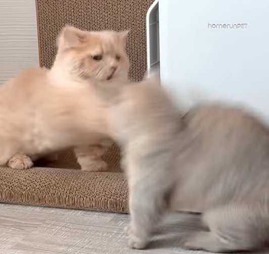 茶色い猫が猫パンチを繰り出す