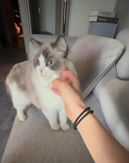 ソファの上の猫