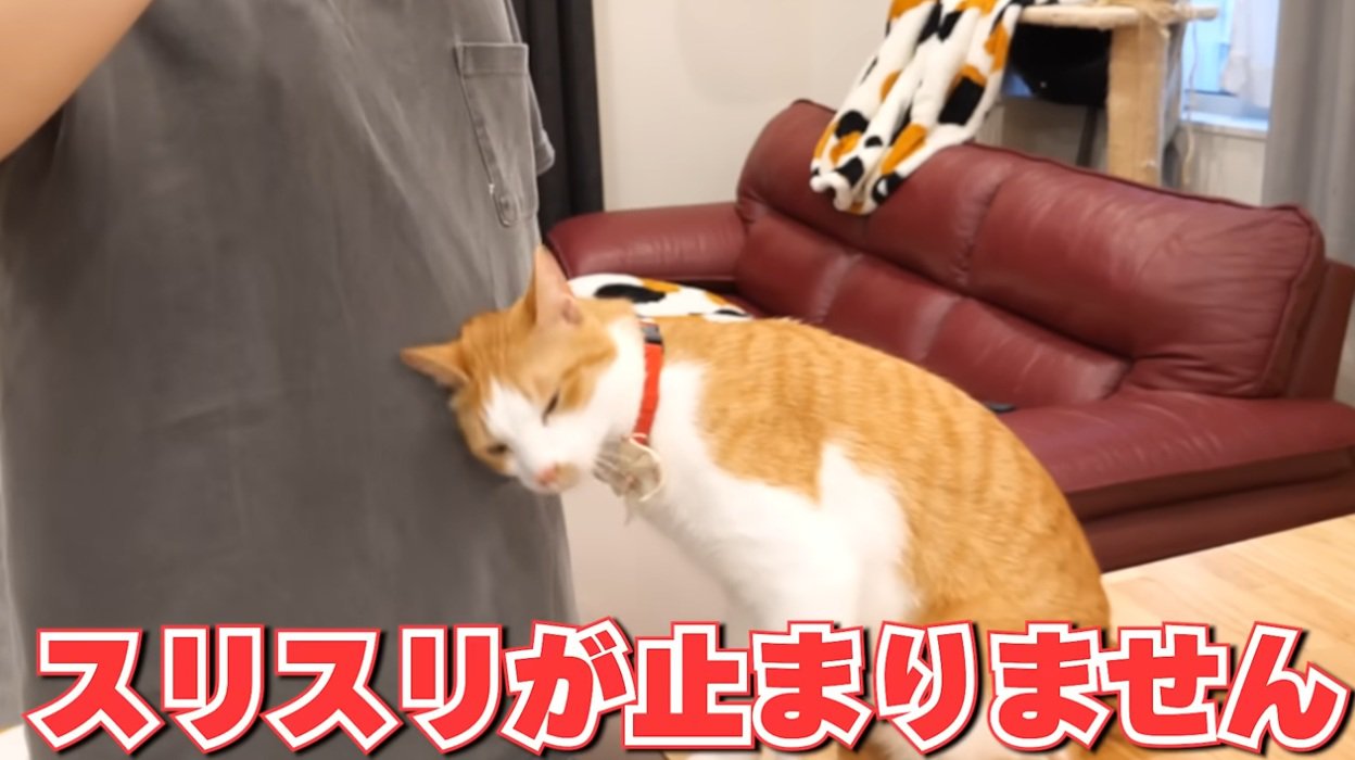 飼い主のお腹に頭をすりつける猫