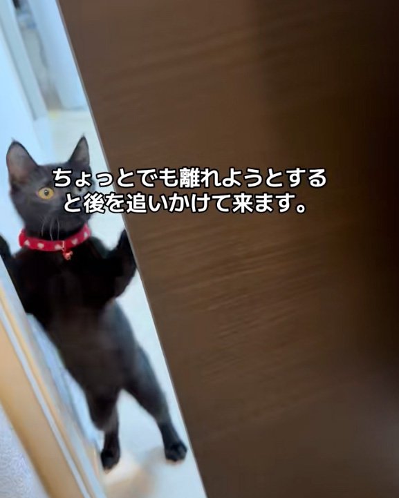 正面猫