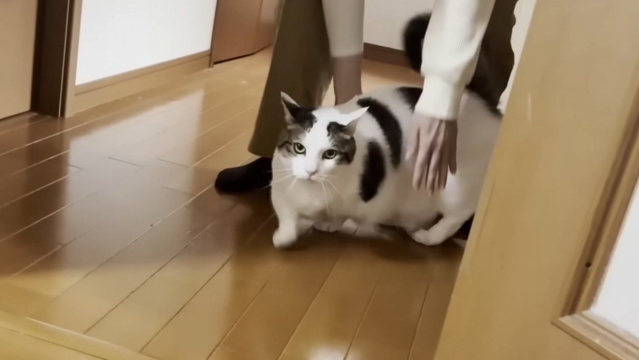 目を丸くして歩く猫と飼い主の手