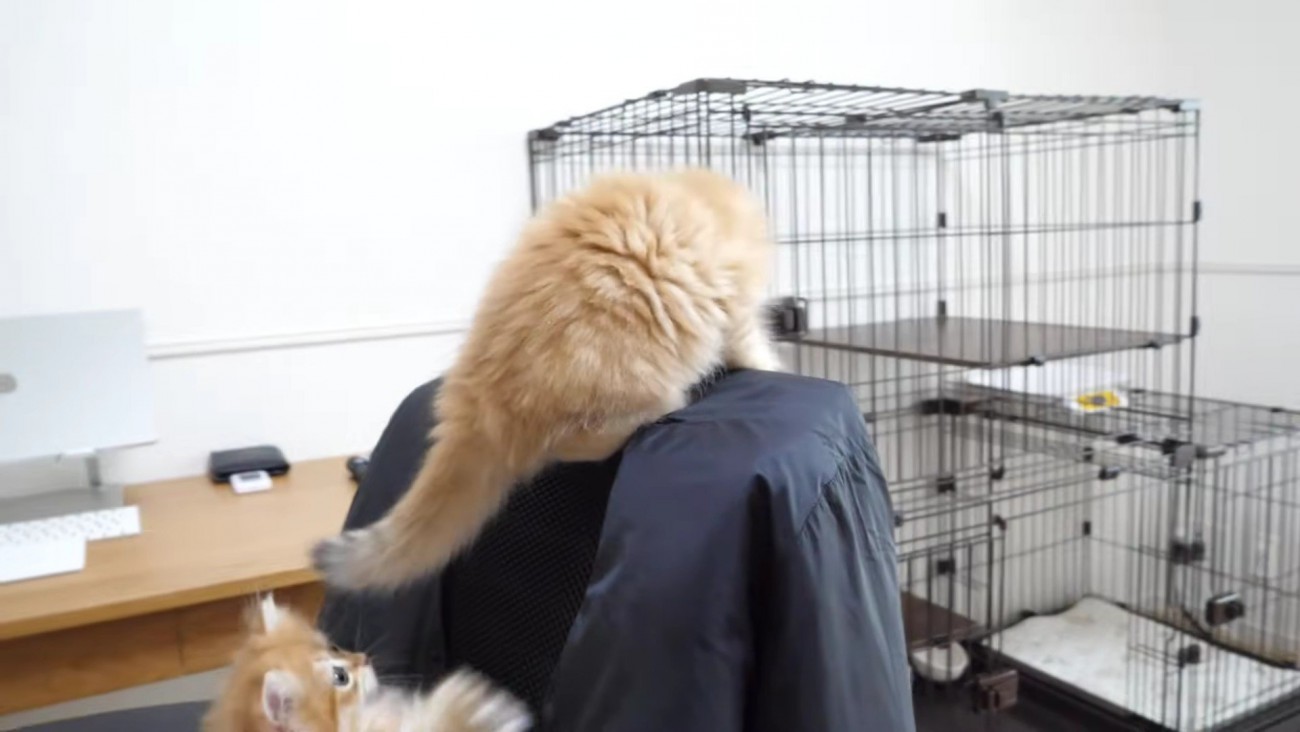 背もたれの上に乗る子猫とそちらに行きたそうな子猫