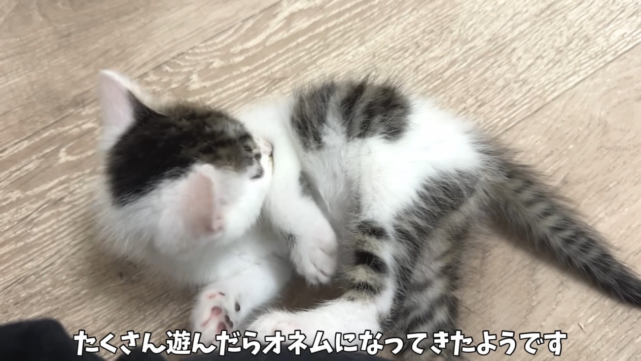 眠くなってきた坊ちゃん