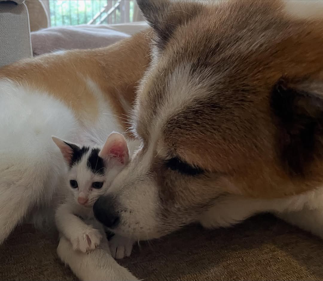 子猫に寄り添う犬