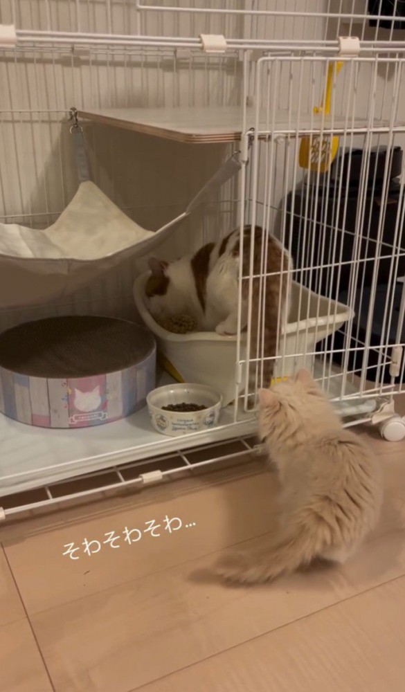 トイレに入る猫を見つめるもう一匹の猫