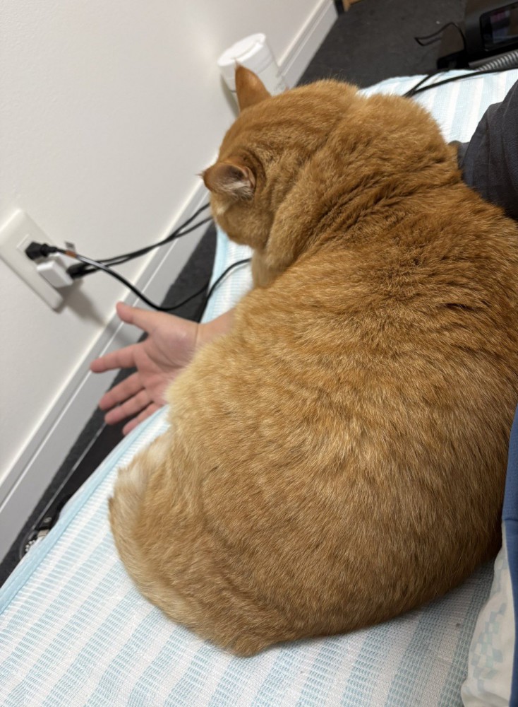 男性の腕の上に乗る茶トラ猫