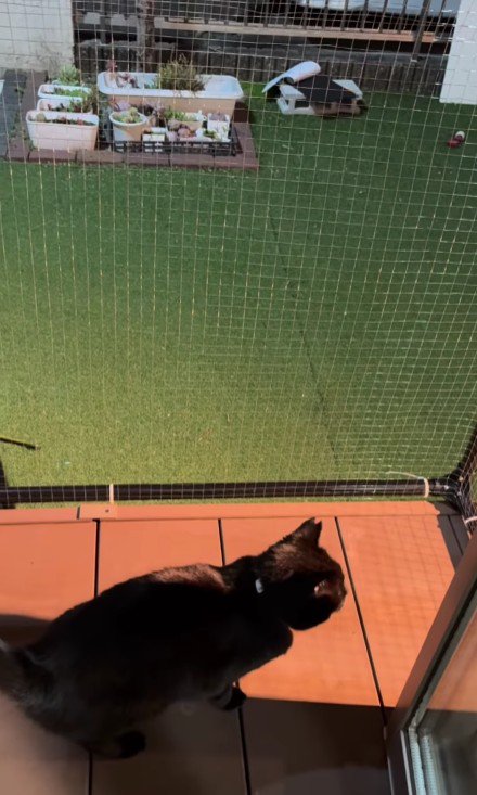 ベランダを歩く猫