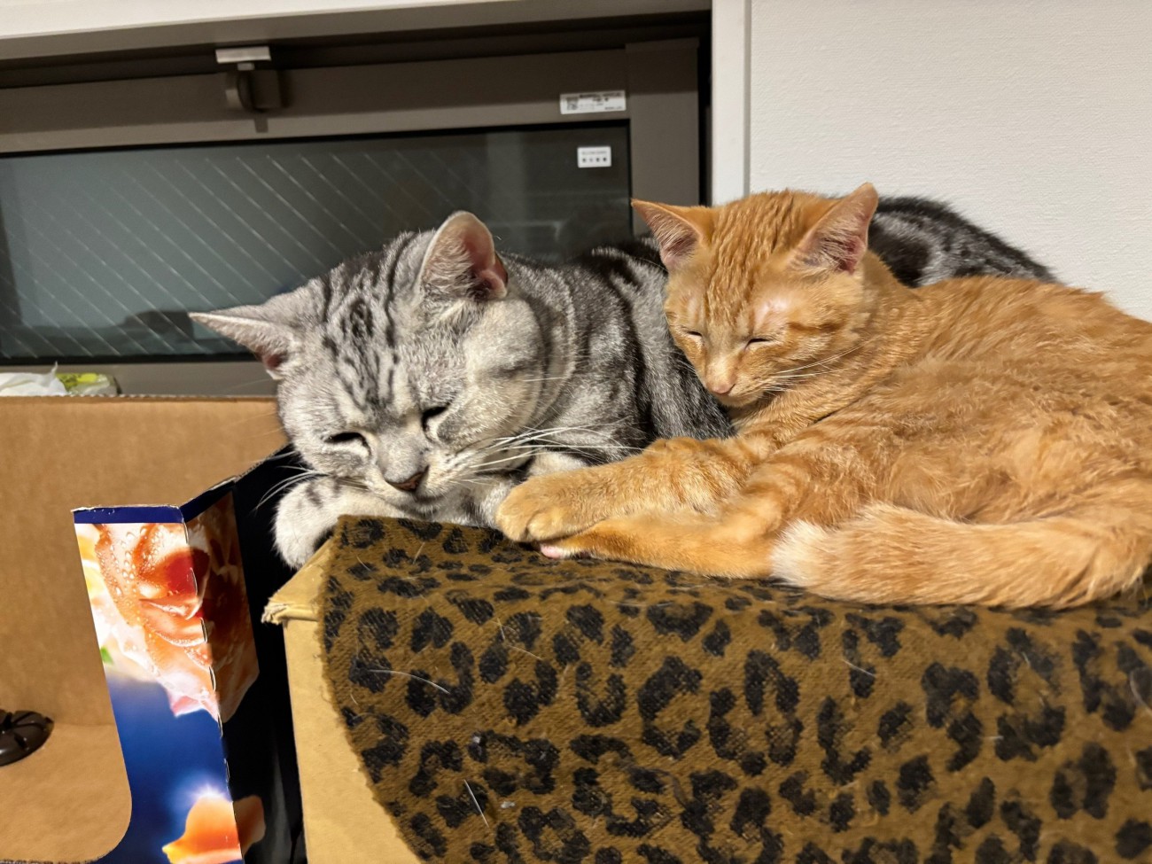 くっついて寝る2匹の猫