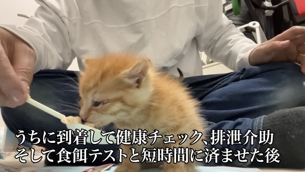 スプーンで餌を食べる子猫の写真1