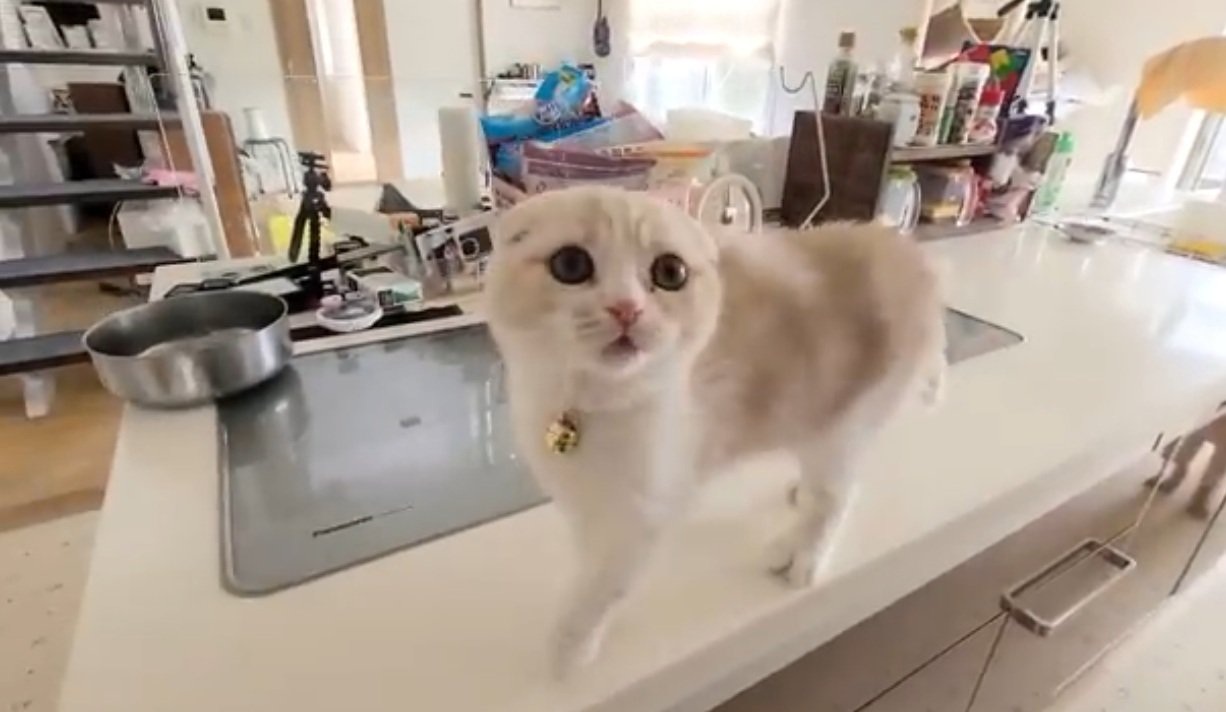 台所の上にいる子猫