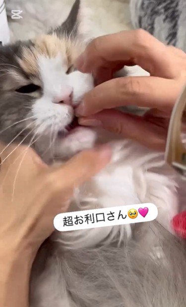 飲み薬を持っている人と抱かれている猫