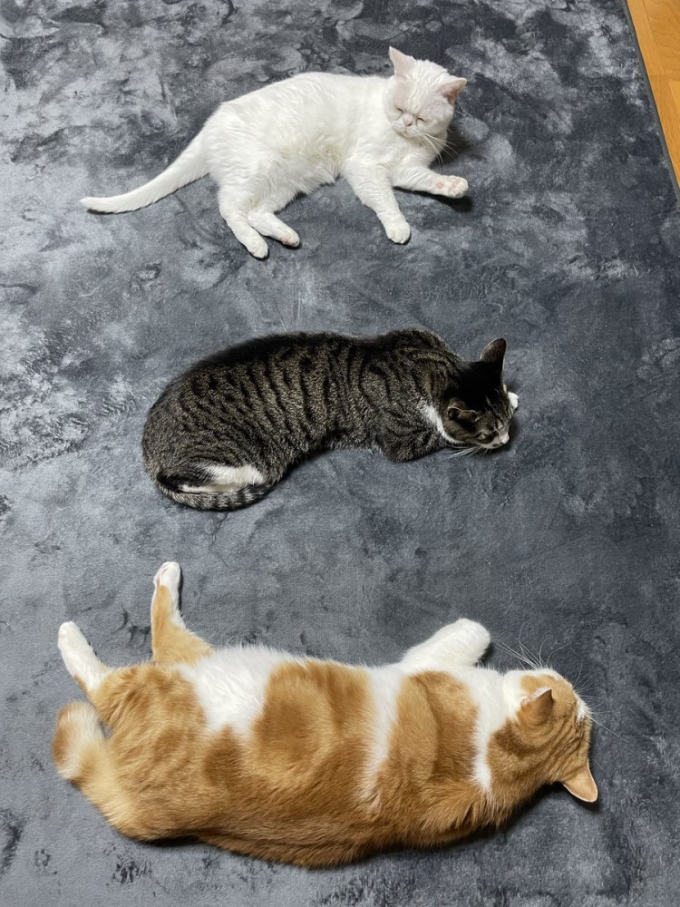 ホットカーペットに横並びでくつろぐ3匹の猫