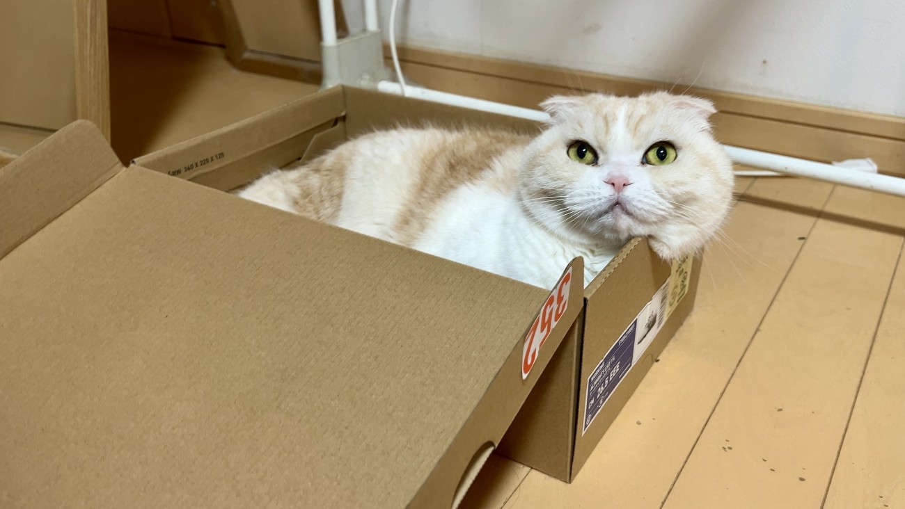 箱に入る猫