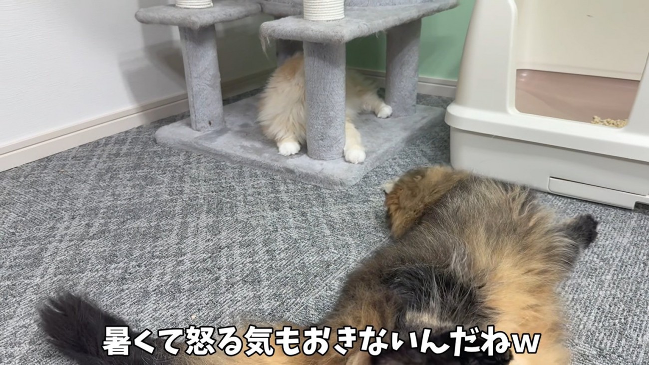 ケンカを辞める猫