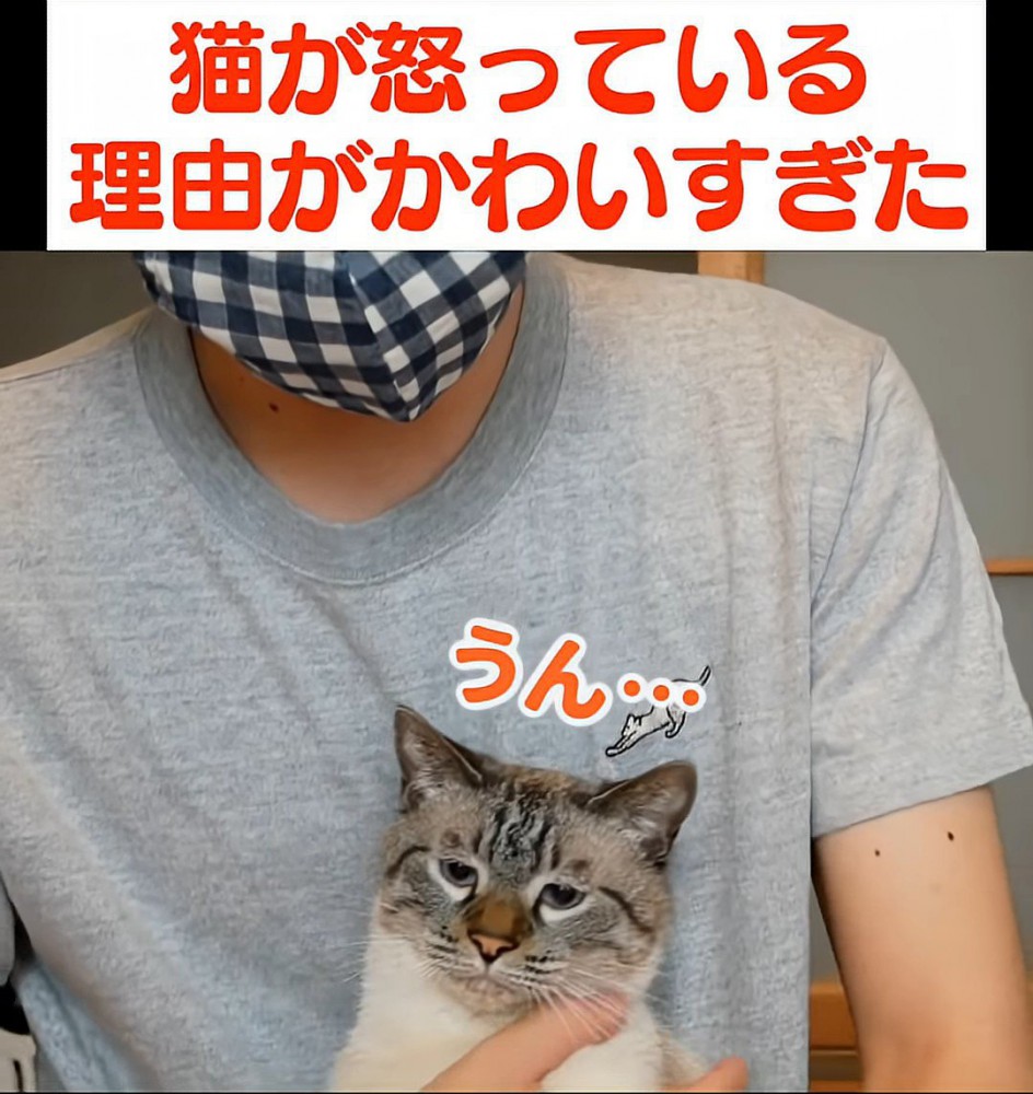 困った顔の猫