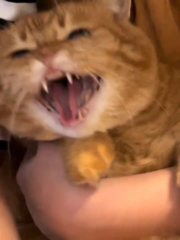 威嚇する猫